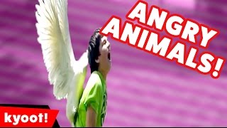 When Animals Attack Compilation of 2016  Kyoot Animals [upl. by Anurag]