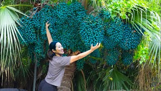 Harvesting Caryota Urens  Fishtail Palm Tree  Go to market to sell  Phương Daily Life [upl. by Shelly]