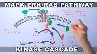 MAPKERK Signaling Pathway [upl. by Ettigirb508]