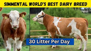 Simmental Cow Your Path to Maximum Profit in Dairy Farming [upl. by Akirdnwahs]