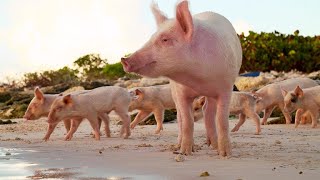 These Wild Pigs Are a Boost for Tourism in the Bahamas 4K [upl. by Eboj]