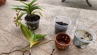 Vanda Orchids Repotting From Bark To Bare Root Vanda Orchid Care [upl. by Kurt]