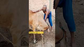 animal treatment 😨🤒👆 cow cows cowvideos punjabisong dairy animal dairygoat viral shorts [upl. by Vina]