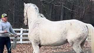 Gorgeous blue eyed Friesian x Appaloosa Stallion for sale [upl. by Noirret]