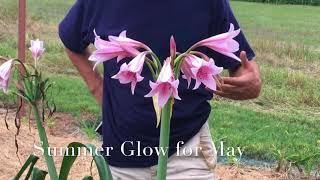 Crinum Flowering Seasons [upl. by Brantley]