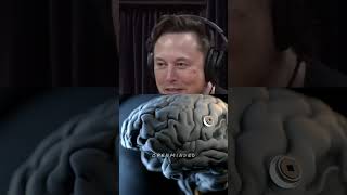 Elon Musk on How Soon Well Read Each Others Minds  Joe Rogan shorts jre [upl. by Litnahc812]