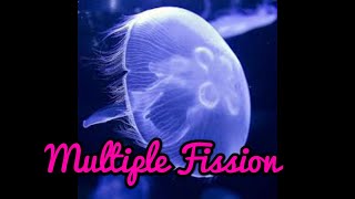 Multiple fission in Tamil [upl. by Coyle]