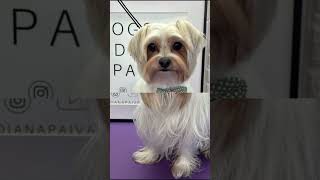 BIEWER TERRIER biewerterrier doggroominglife dogs [upl. by Pogue]