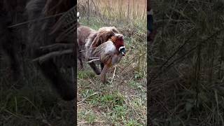 Hunting wirehaired pointing griffon Dublin brings back a rooster on mixed bag upland hunt [upl. by Ioved]