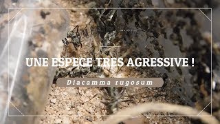 UNE ESPÈCE TRÈS AGRESSIVE  °Diacamma rugosum° HDFr [upl. by Eiralc]