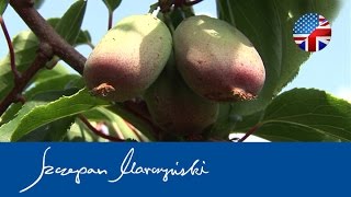 Actinidia Kiwi Berry  Hardy Kiwi fruit plantation [upl. by Syst]