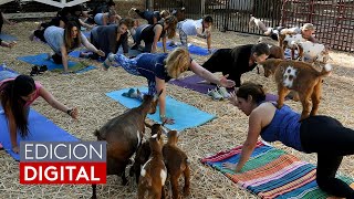 Yoga con cabras la nueva tendencia que promete más relajación y otros beneficios para la salud [upl. by Notnroht]