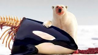 When an Orca Meets a Hungry Polar Bear [upl. by Doley]