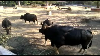 Worlds Dangerous Wild Gaur in India [upl. by Gladdy]