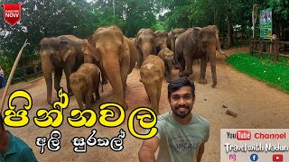 Pinnawala Elephant Orphanage  Rotaract Club of Uva Wellassa University  Badulla [upl. by Best]