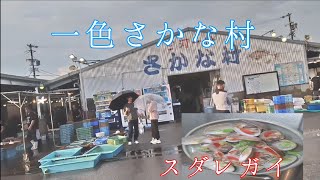 魚市場でウニとスダレガイを買うスダレガイは酒蒸しに [upl. by Rachele]