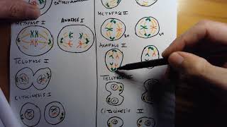 RESUMEN MEIOSIS PARA 4 ESO [upl. by Beitz]