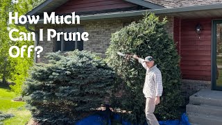 Pruning A Techny Arborvitae and Colorado Globe Spruce [upl. by Dualc805]