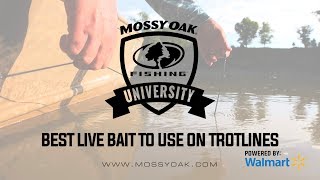 Best Live Bait To Use On A Trotline  Mossy Oak University [upl. by Hungarian]