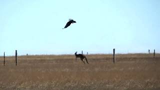 WedgeTailed Eagle Attacks Kangaroo in Sleaford South Australia [upl. by Goddard]