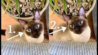 Rapidly Dilating Eyes  Siamese Simon Cat Scares his Human [upl. by Aruon]