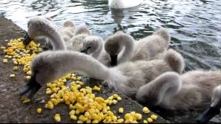 Cygnets baby swans feeding at the park [upl. by Ecnahs]