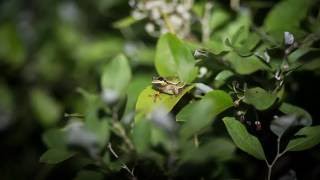 Pine Barrens Treefrog Calling [upl. by Namreg]