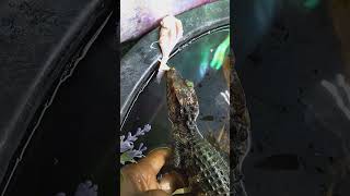 Dwarf caiman feeding 💯 Kpreptiles [upl. by Slyke]