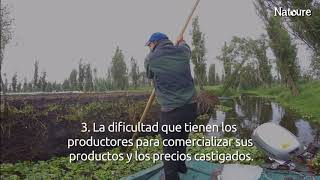 2 4 Chinampas el sistema más productivo y sostenible de la historia [upl. by Llemij]