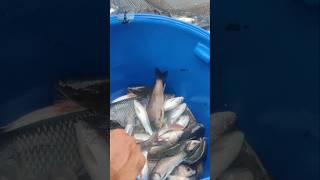 FishFishingf🐟🐟shortsfeed youtubeshorts [upl. by Sunderland]