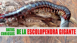 Escolopendra gigante  Datos curiosos de animales [upl. by Anabelle116]