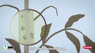 Ciclo biológico de Esclerotinia spp y su control biológico mediante Contans [upl. by Harlow650]