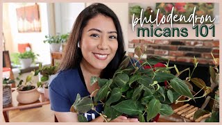 PHILODENDRON MICANS CARE 101  we cover all things micans  houseplants care tips [upl. by Lrem632]