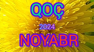 QOÇ BÜRCÜ ♈️ NOYABR ✅️TARO  PROQNOZ 2024 [upl. by Krystalle5]