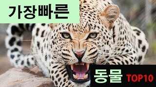 랭킹박스 가장 빠른 동물 TOP 10 [upl. by Alamat]