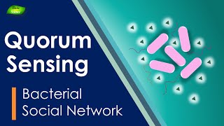 Quorum Sensing in Pseudomonas Aeruginosa [upl. by Accemahs200]