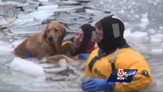 Wellesley dog owner thanks firefighters who rescued retriever [upl. by Heall]