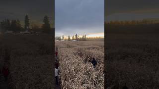 LOST in a CORN MAZE😱HILARIOUS shortvideo shortsvideo shortsfeed shorts short shortsviral [upl. by Yziar506]