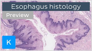 Esophagus normal histology slides diagrams guide preview  Human histology  Kenhub [upl. by Naugal]