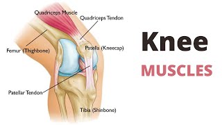 What is Causing the Pain Behind Your Knee How to Tell [upl. by Ennaeirrac327]