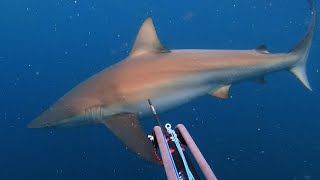 Spearfishing Around Sharks Guide  HOW TO SPEARFISH [upl. by Opaline311]