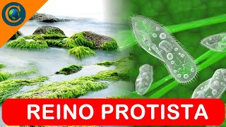 REINO PROTISTA [upl. by Sucitivel]