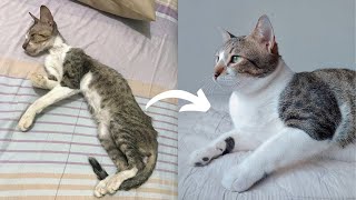 Street Cat Rescue Before and After  Stray Cat Puspin Transformation [upl. by Luba]