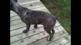 Hip Dysplasia in Cane Corso Mastiff [upl. by Moishe]