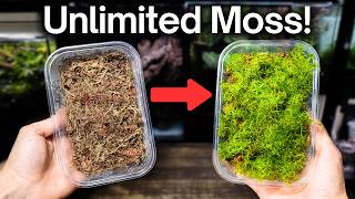 How To Grow Sphagnum Moss  Easy Beginner Method [upl. by Annahsirhc]