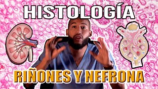 Histología  RIÑÓN y NEFRONA Túbulo Urinífero Glomérulo Cápsula Túbulos y Asa de Henle [upl. by Aineles242]