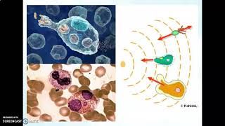 aggregatibacter actinomycetemcomitans [upl. by Enyrhtac]