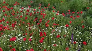 Wildflowers growing in the cereal fields stunningly beautiful weeds 4K [upl. by Lynnea753]