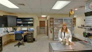 Four Paws Animal Hospital  Cooper City FL  Veterinarians [upl. by Tirrag]