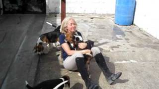 Video Anne mobbed by Foxhound Puppiesavi [upl. by Fredenburg]